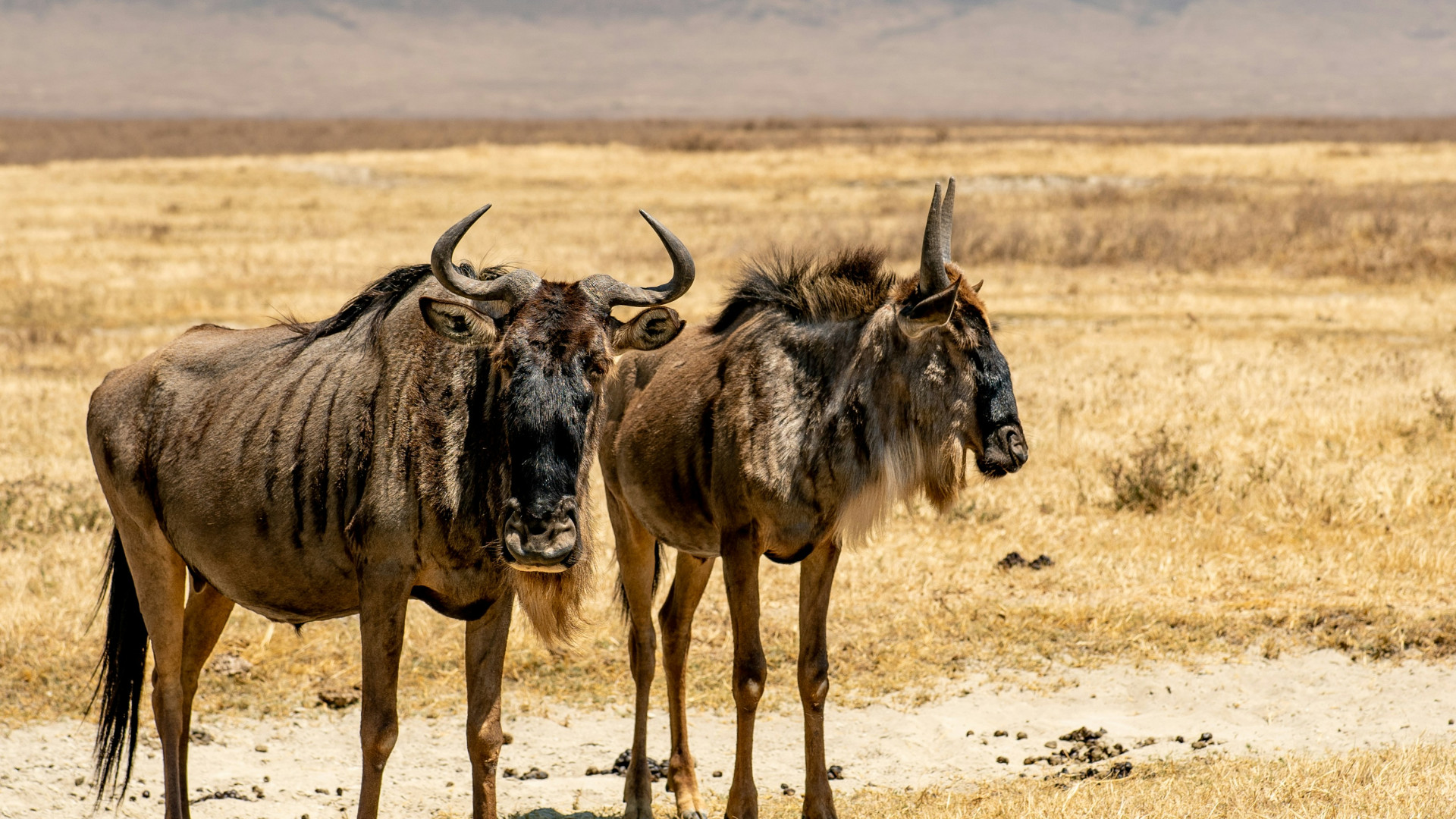 Découvrez la majesté de la grande migration lors d'un safari en Tanzanie